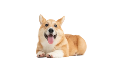 宠物直播间
